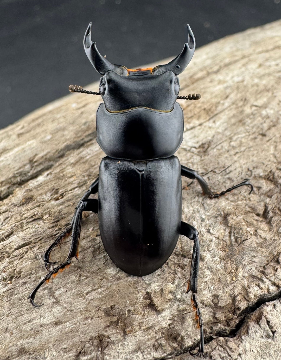 【F0】《ウーコクワガタ 甘粛省 32mm ペア》