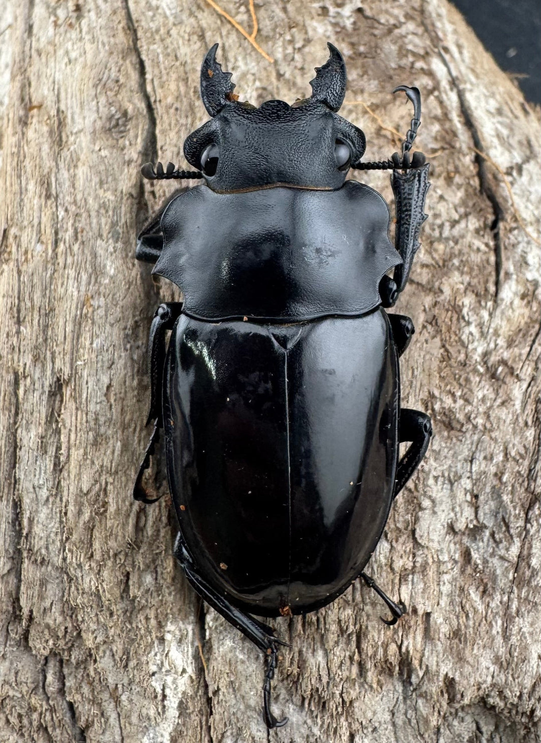 【WD】《ダールマンツヤクワガタ原名亜種 67mm A’品ペア》