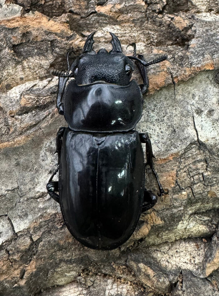 【WD】《マンディブラリスフタマタ 105.5mm ペア》