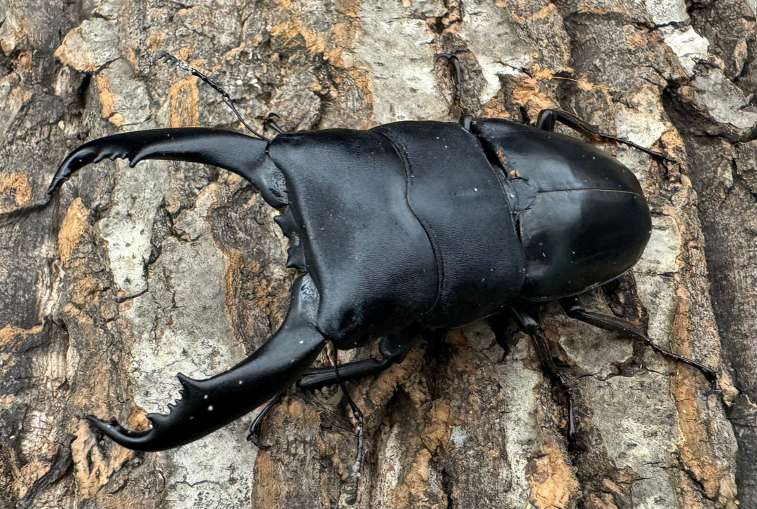 【WD】《南カマリネスヒラタ 96mm ペア》