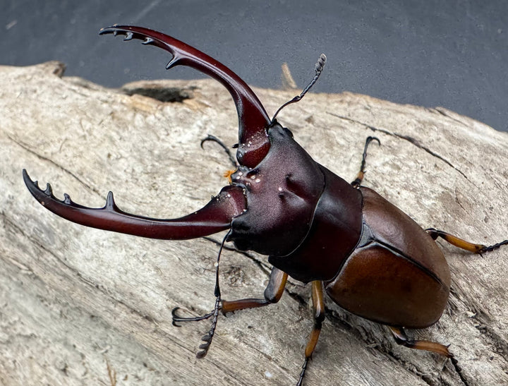 【WD】《アスタコイデスノコギリ ベンクール産 58.5mm ペア》