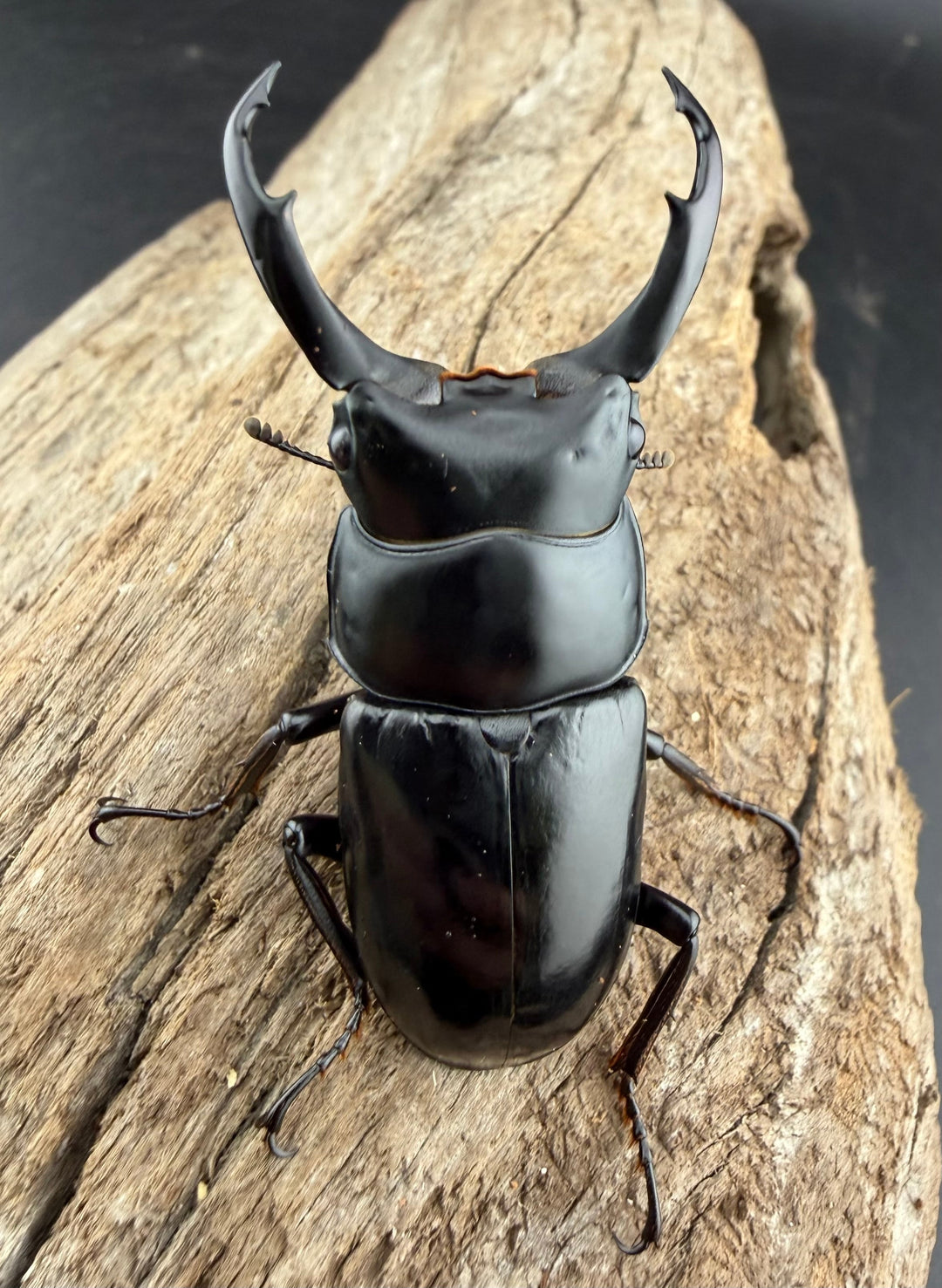 《ネパレンシス ランターン産 53mm ♂♀♀トリオ》