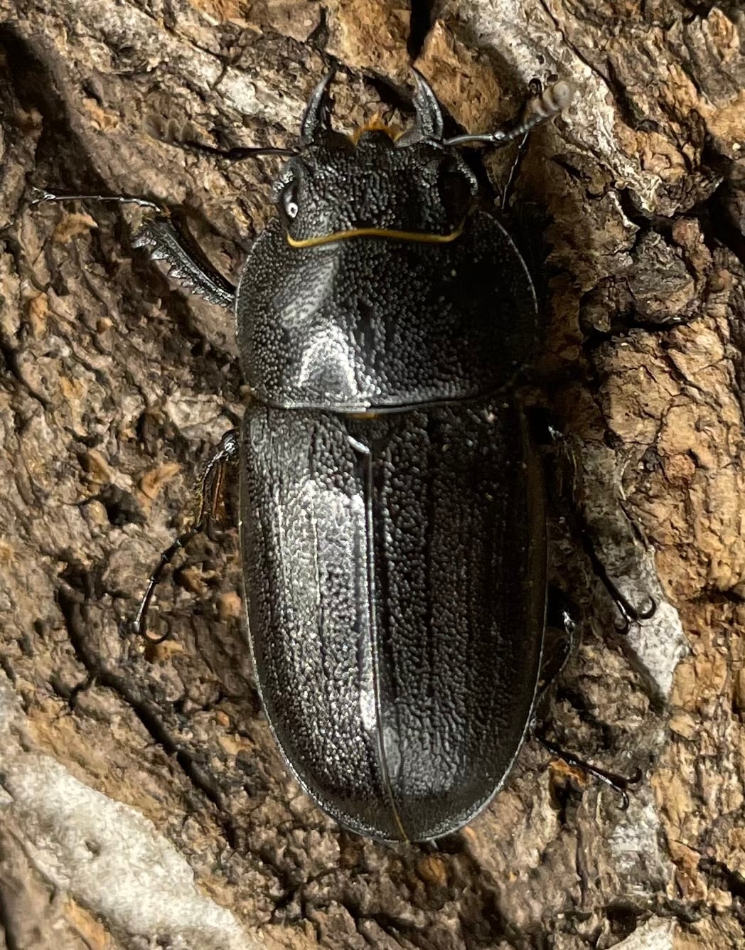 【WD】《アマミノコギリ 64mm ペア》