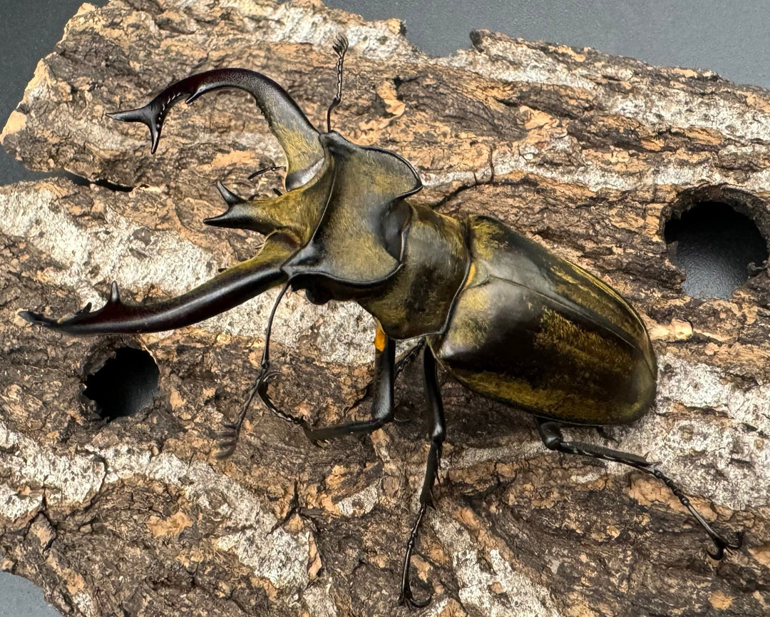 【WD】《チベットミヤマ亜種フルキフェル 75mm ♂B品ペア》