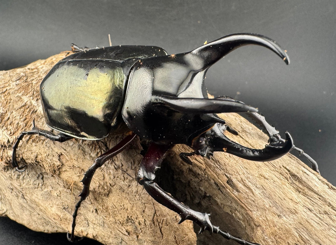 【WD】《アトラスオオカブト亜種マンテツ ラオス産 86mm ペア》