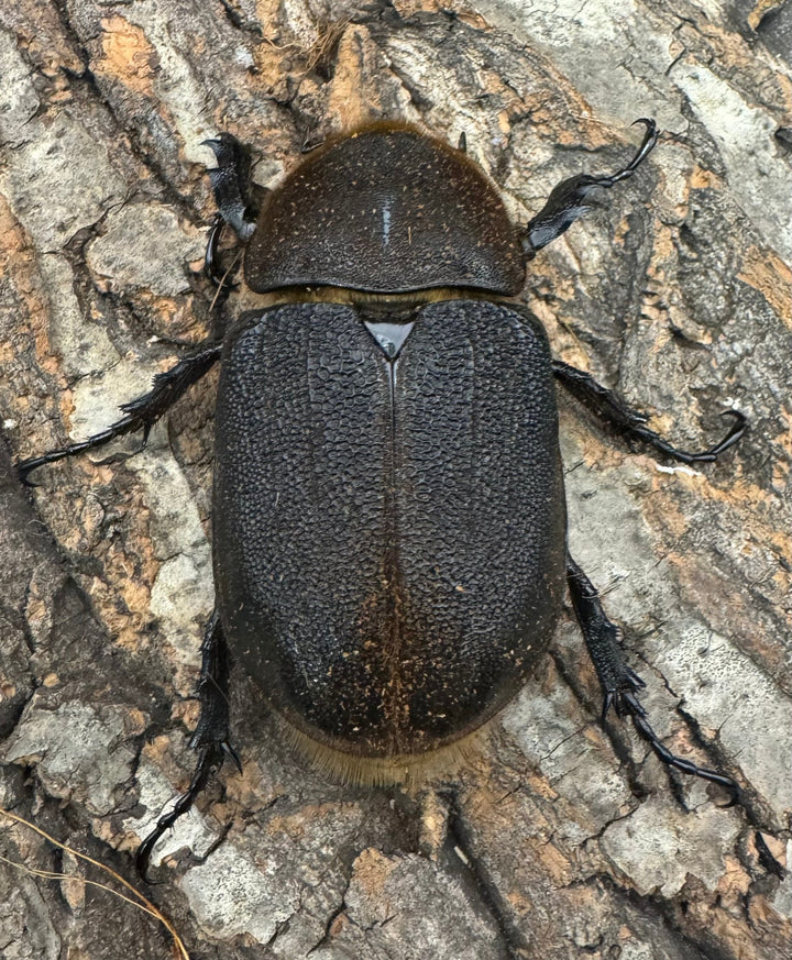 《ヘラクレス・ヘラクレス 141mm ペア》