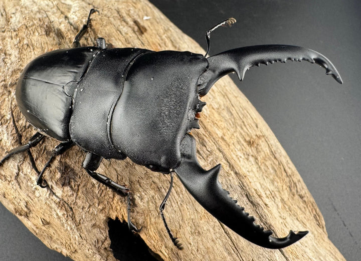 【WD】《パラワンオオヒラタ バタラザ産 87mm ペア》