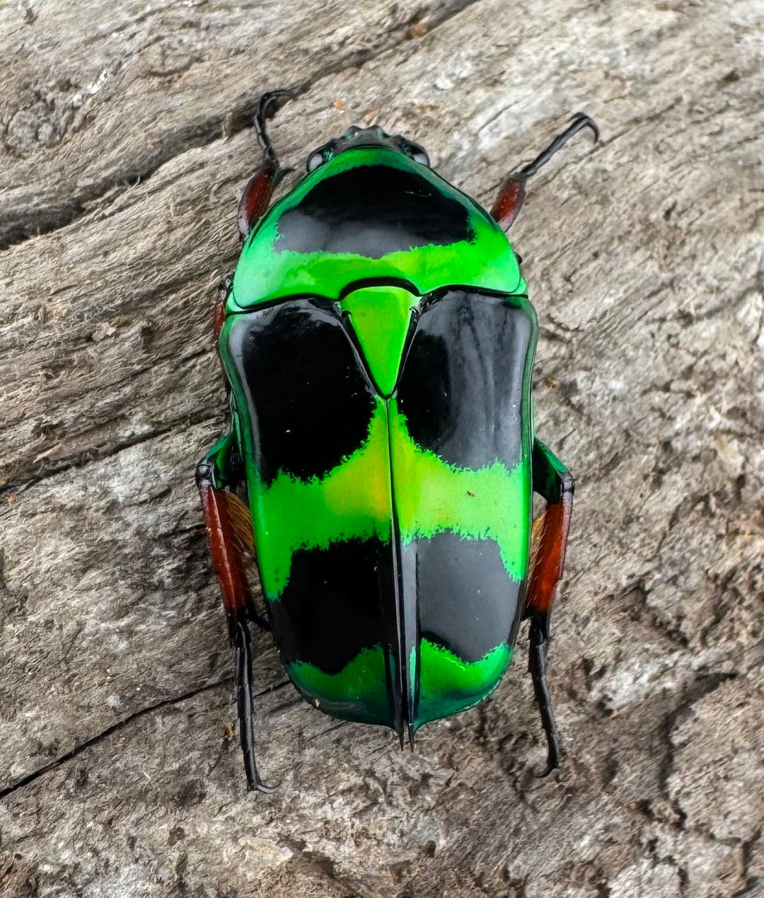 【WD】《マックレーツヤカナブン ペア》②