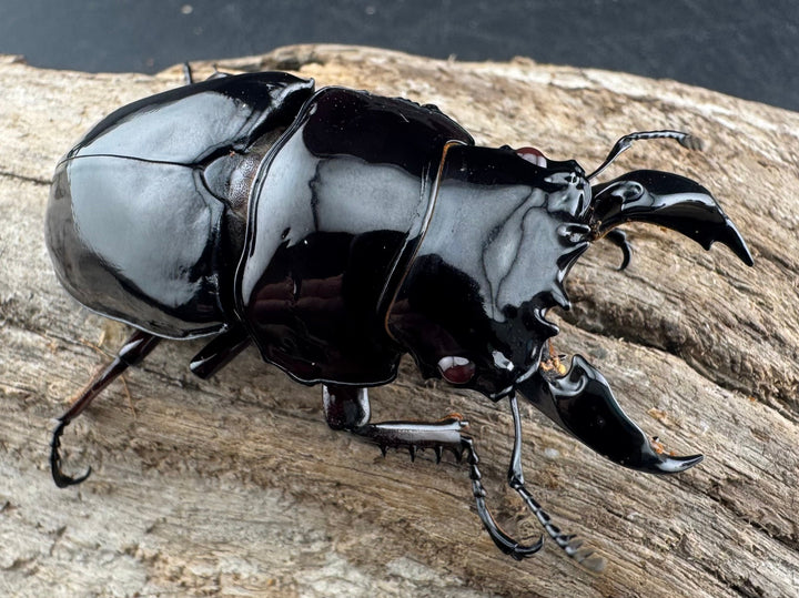 【赤目】《赤レギウスオオツヤクワガタ 61mm ペア》