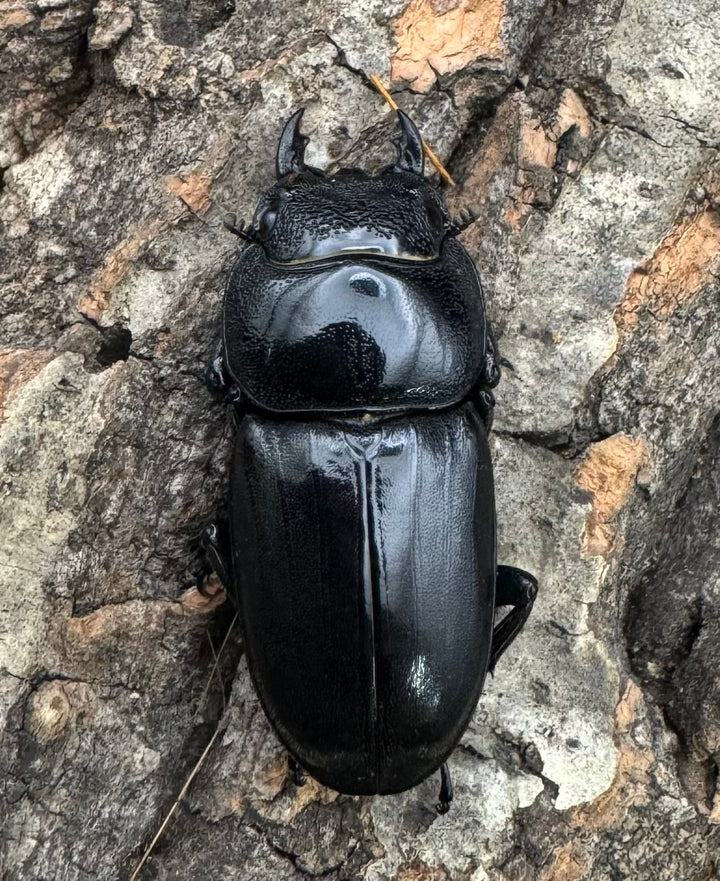 【WD】大型《テイオウヒラタクワガタ 91mm ペア》