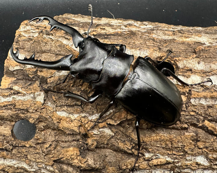 【WD】《ギラファノコギリ亜種ボロブドゥール 91.5mm ♀A'品ペア》