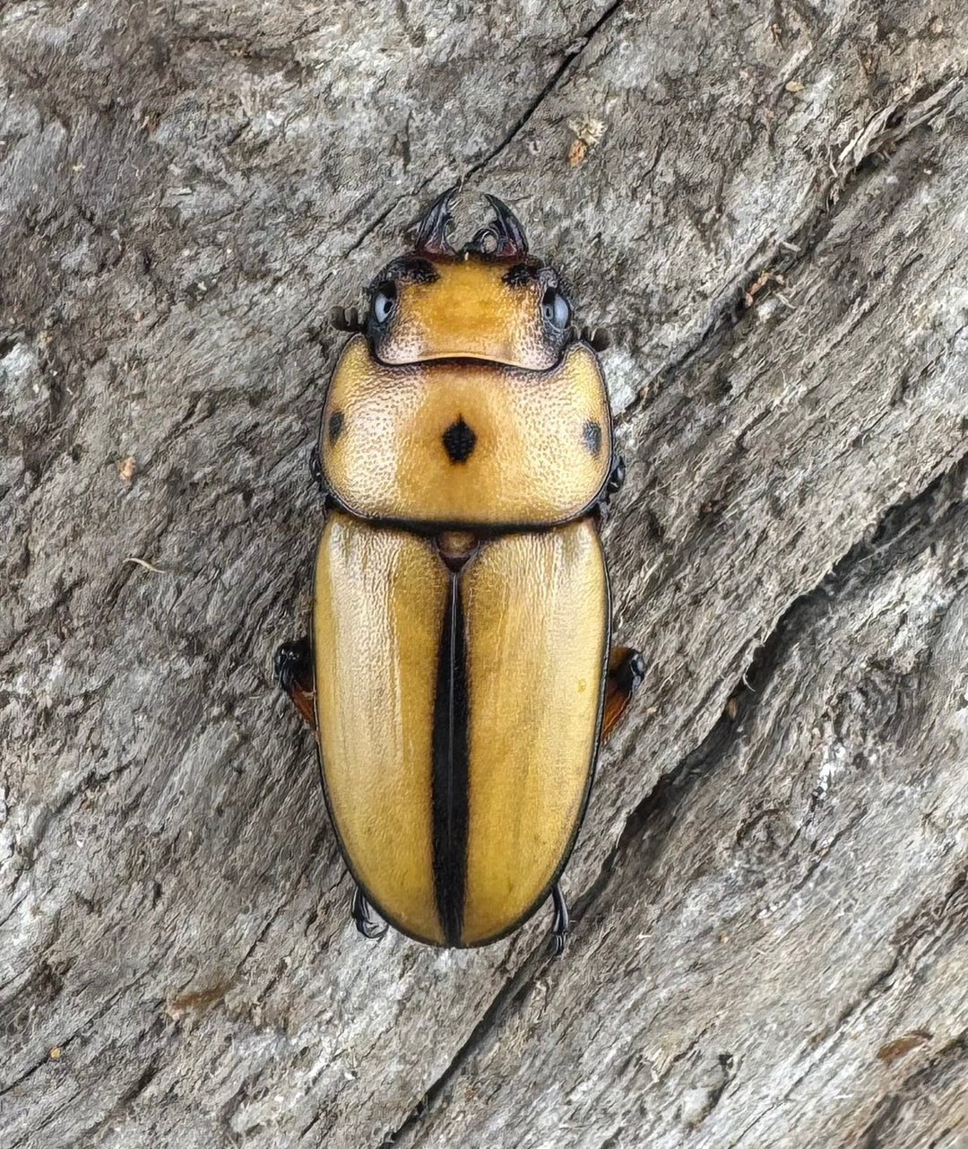 【WD】《オキピタリスノコギリ亜種astericus 30mm ペア》