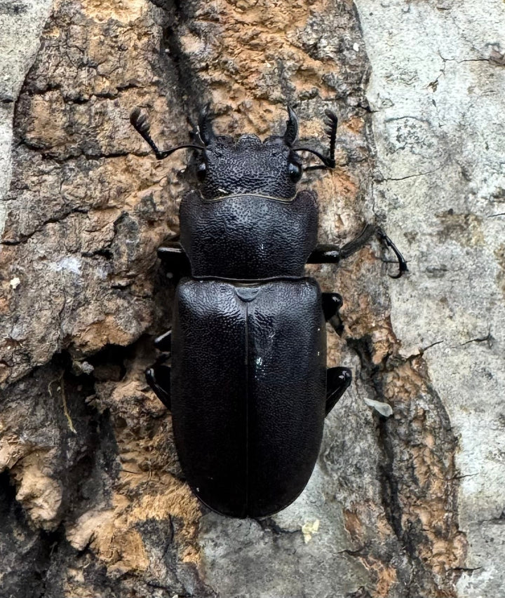 【美麗】《メタリフェルホソアカ 83.4mm ペア》セルヴォラン氏ブリード個体