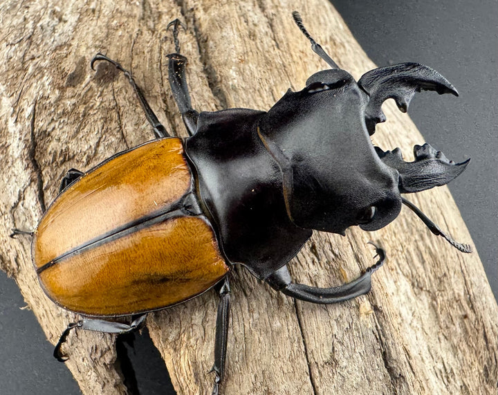 【WD】《ガゼラツヤクワガタ原名亜種 64.5mm ペア》