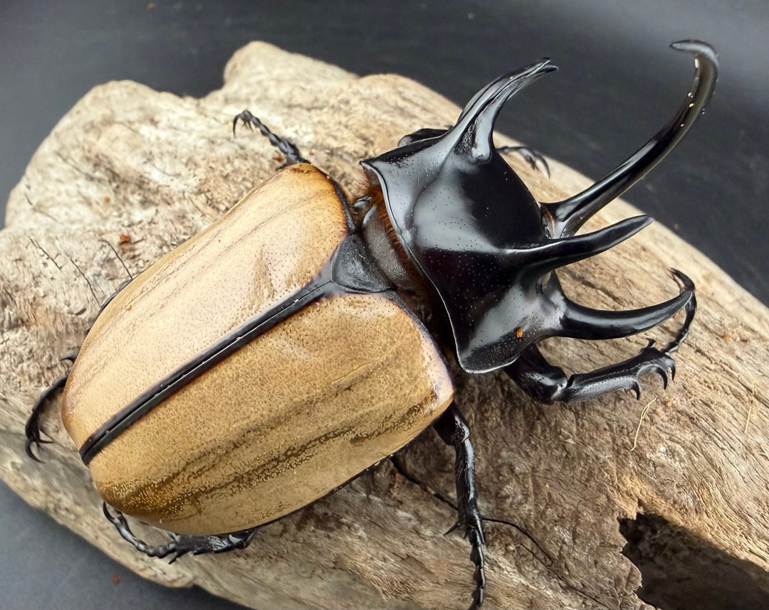 【WD】《ゴホンツノカブト原名亜種 タイ産 83mm ペア》