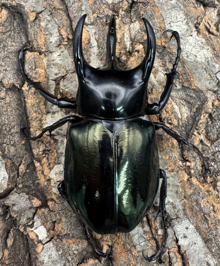 【WD】《マレーコーカサスオオカブト 88.5mm ペア》