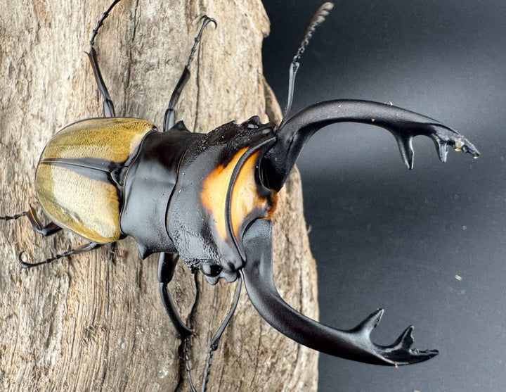 【WD】《ラコダールツヤクワガタ 78.5mm ペア》