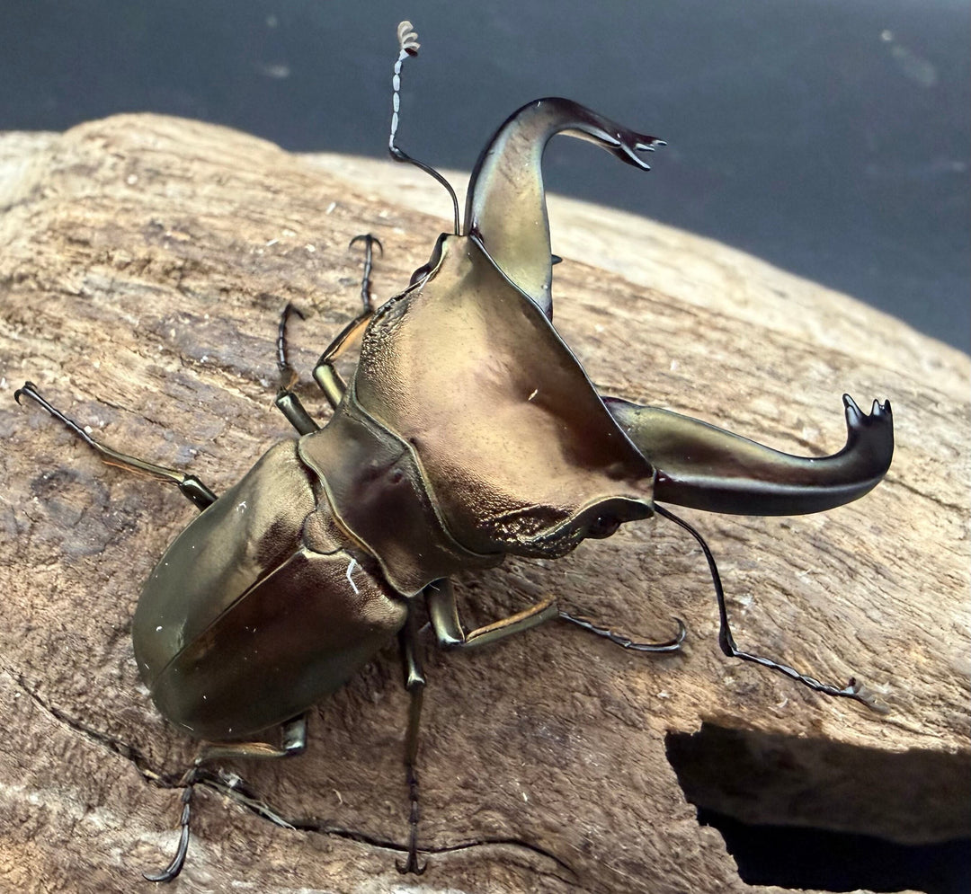 《スぺキオススホソアカ ベララベラ産 56mm ♂♀♀トリオ》