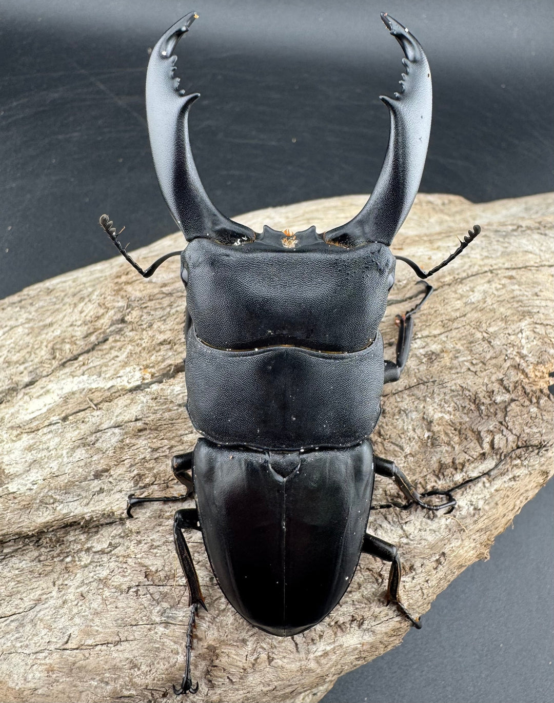 【WD】《ブルーダンヒラタクワガタ 90mm ペア》