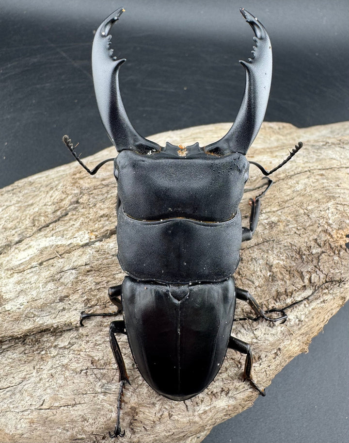 【WD】《ブルーダンヒラタクワガタ 90mm ペア》