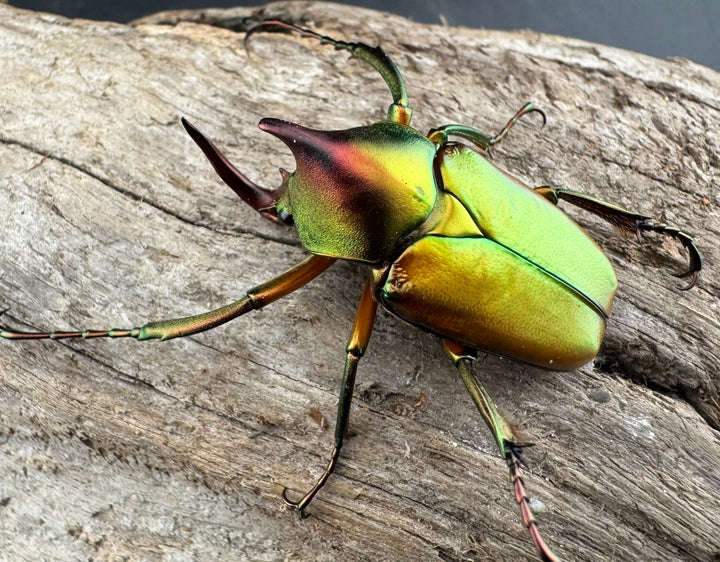 【WD】《ロドリゲスヒメカブトハナムグリ 大型 ペア》