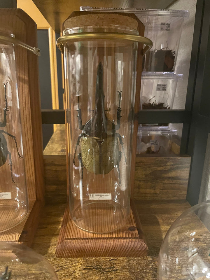 インテリア標本《ヘラクレスオオカブト（ヘラヘラ）♂》