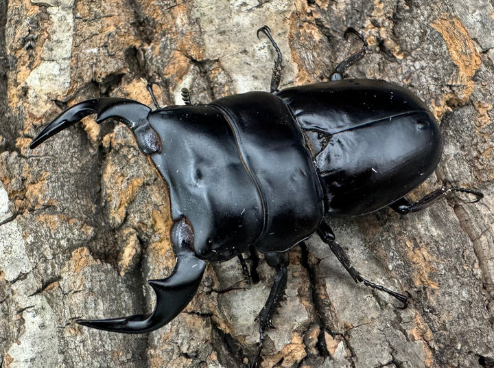 《インドアンタエウス タイガーヒル産 70mm ペア》