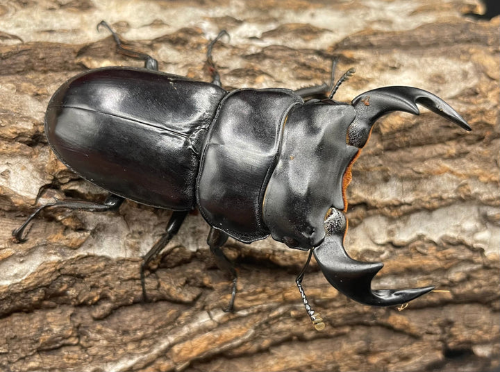 極太系《マレーアンタエウスオオクワ 70mm ペア》