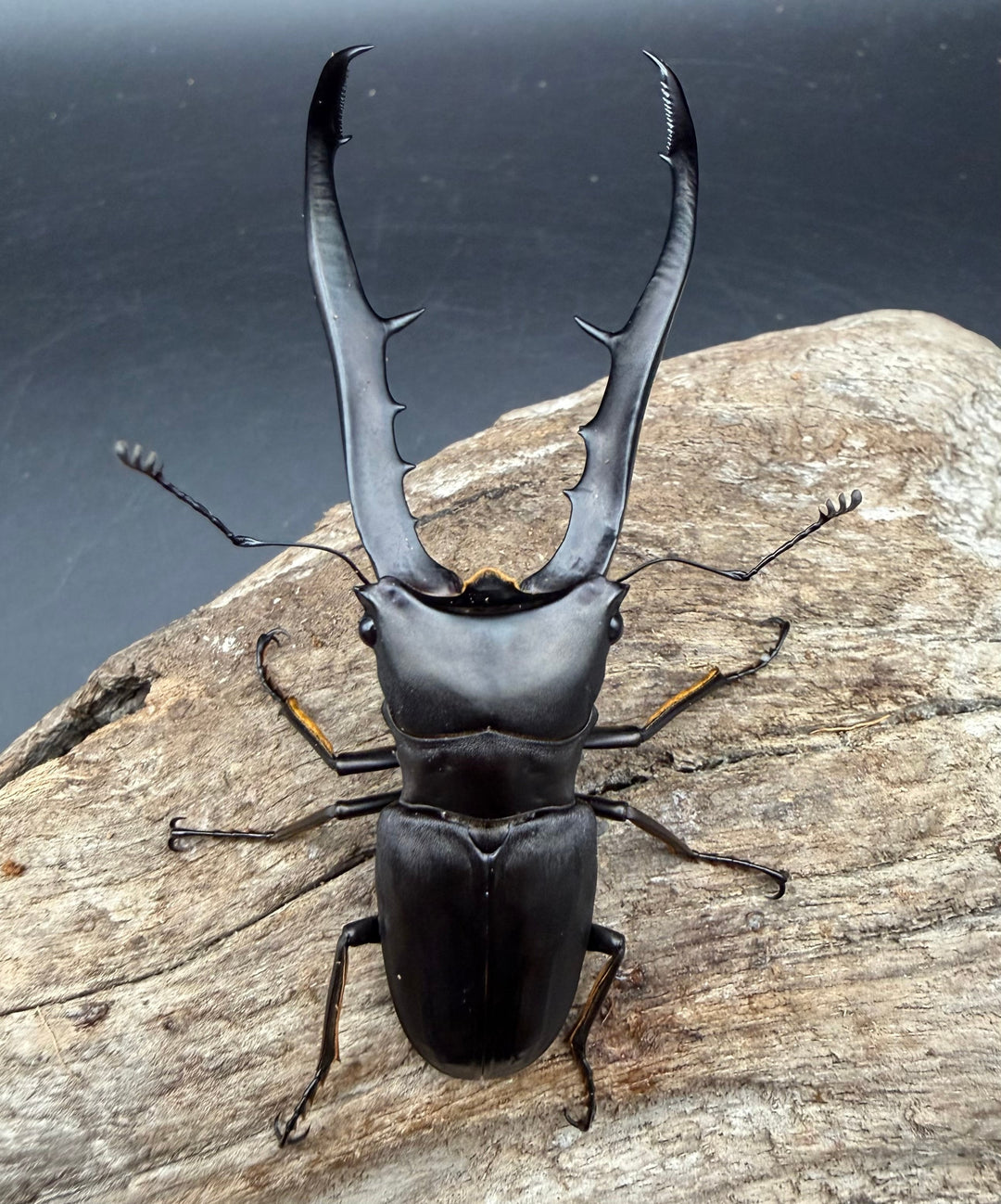 《メタリフェルホソアカ亜種フィナエ ブラック系 80.5mm ペア》