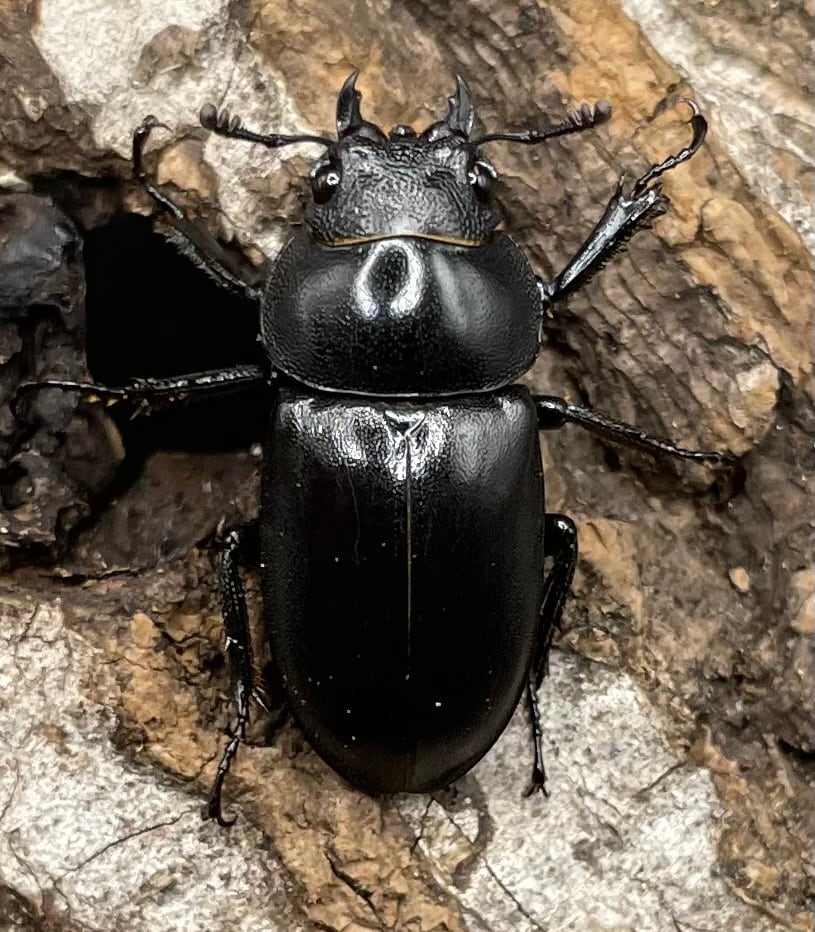 【WD】《オーエンノコギリクワガタ中国亜種melli 36.4mm ♂♀B品♀トリオ》