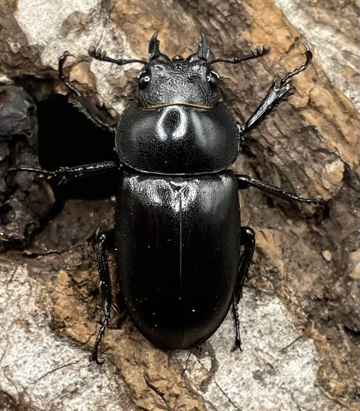 【WD】《オーエンノコギリクワガタ中国亜種melli 36.4mm ♂♀B品♀トリオ》