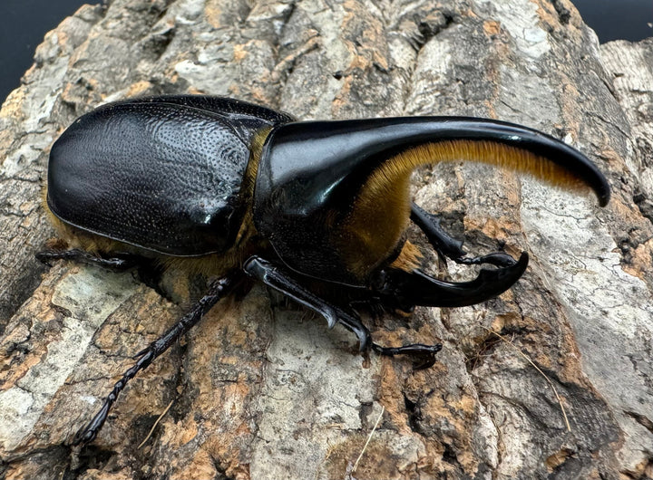 即ブリ《サタンオオカブト 82.5mm ペア》