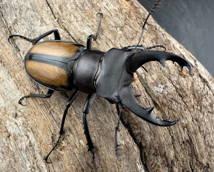 【WD】《パリーミヤマクワガタ 40.5mm ペア》