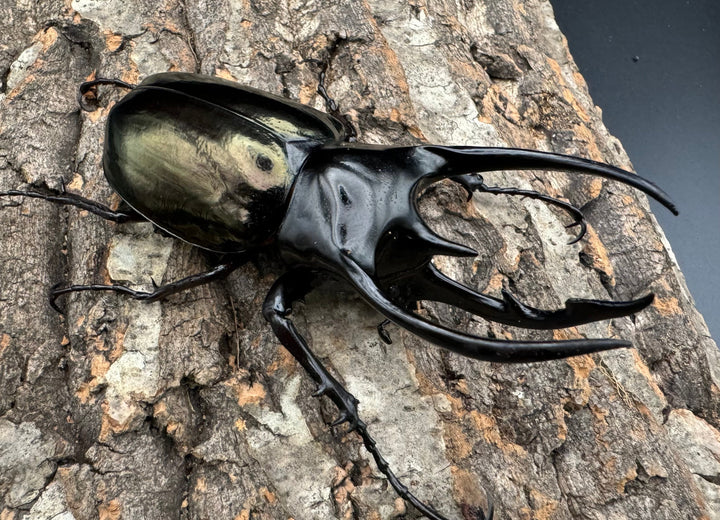 【WD】《ジャワコーカサスオオカブト 100.5mm ペア》