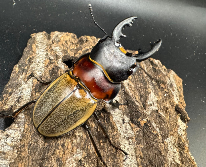 【WD】《ゾンメルツヤクワガタ 58mm ペア》