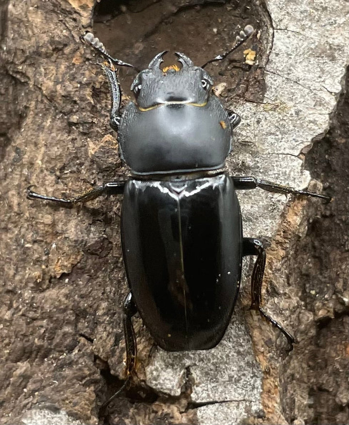 【WD】超貴重種《スピネウスノコギリクワガタ 40.5mmUP ペア》