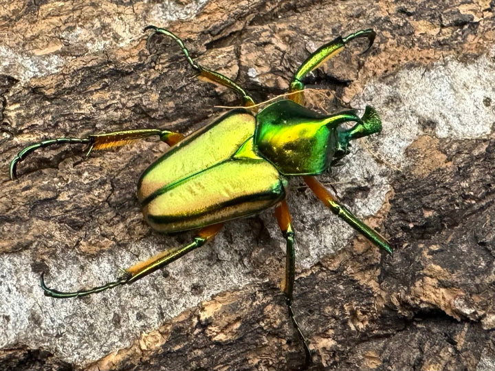 【WD】《セブヒメカブトハナムグリ ペア》