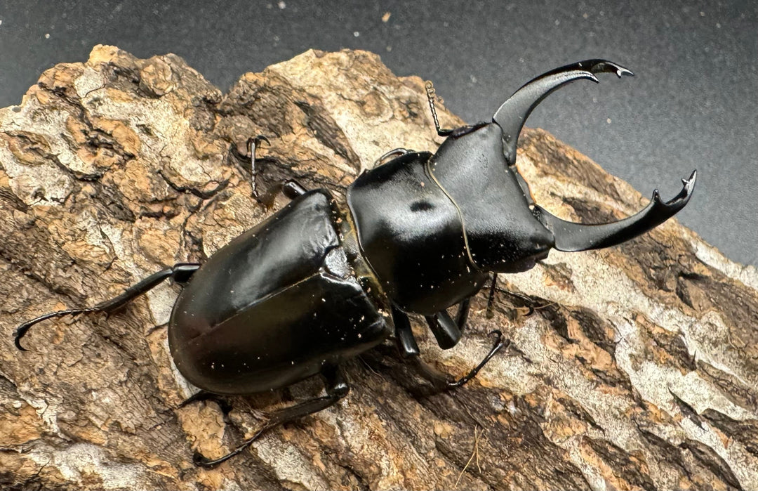 【WD】《ブラナウンコクワ 貢山産 55mm ペア》