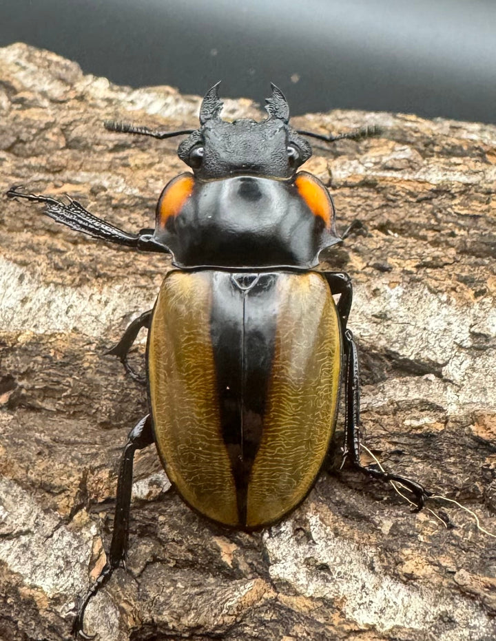 【WD】《ラコダールツヤクワガタ ブラスタギ産 72.5mm ペア》