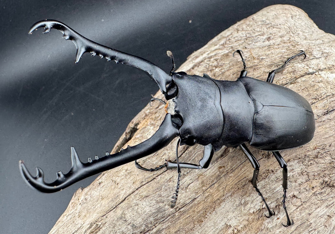 【WD】《 ギラファノコギリ亜種ケイスケ 96mm ペア》