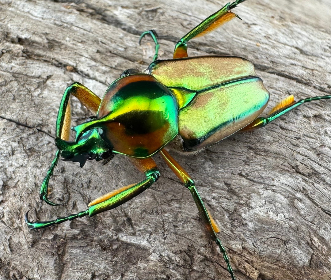【WD】《セブヒメカブトハナムグリ亜種kachikun ペア》