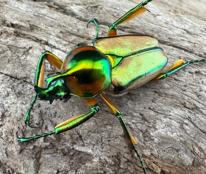 【WD】《セブヒメカブトハナムグリ亜種kachikun ペア》