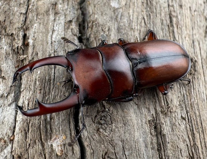 【WD】《プセウダクシスコクワ 25.5mm ペア》