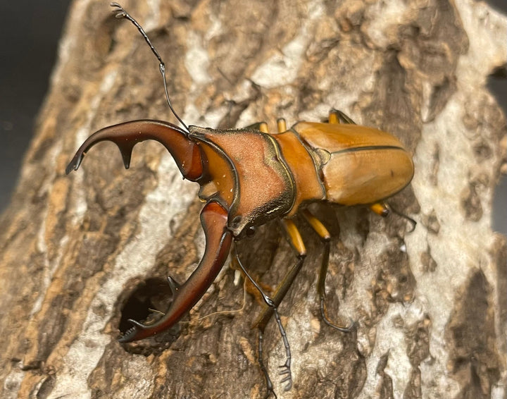 【WD】大型大歯《アラガールホソアカ 55mmUP ペア》