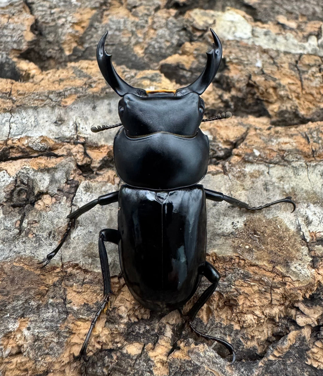 【WD】《セメノウコクワ 雅安産 36mm A'品ペア》