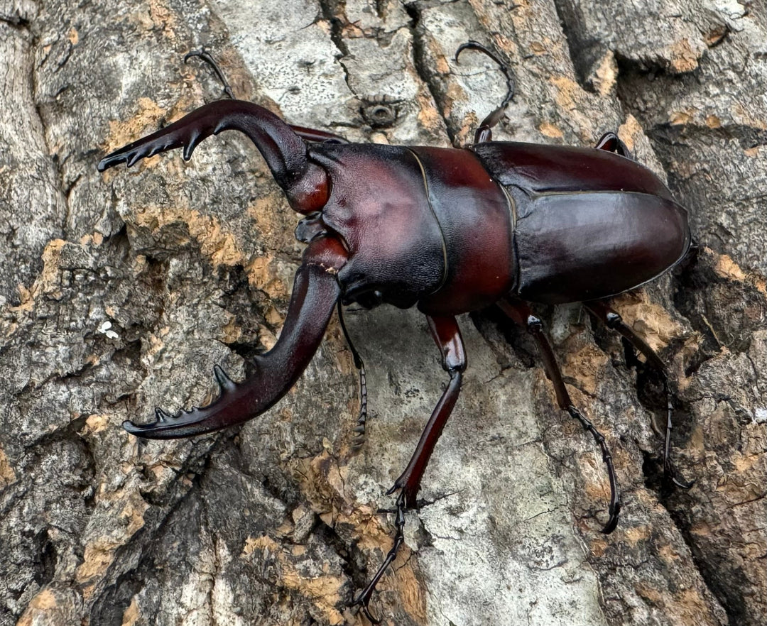 《クロシマノコギリ 63mm ♂♂♀トリオ》