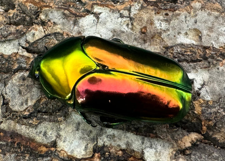 レア産地《センパーオオヒラタカナブン ペア》