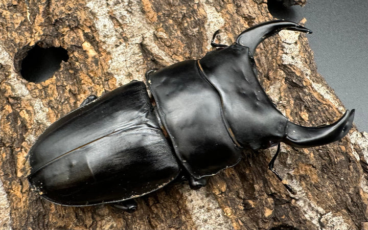 《オオクワガタ TT川西血統 80mm ♂単》ヒート氏ブリード個体