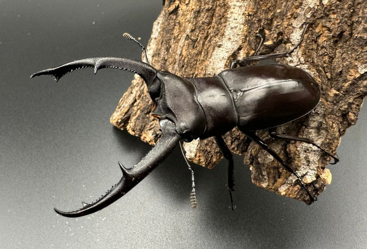 【WD】《マンディブラリスフタマタ 82.5mm ペア》