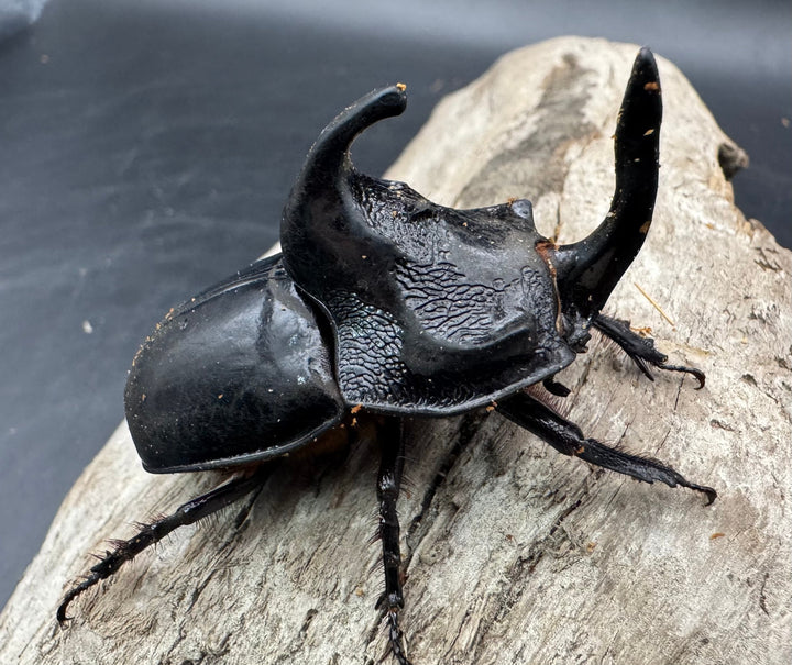 【WD】《シムソンメンガタカブト 南カリマンタン産 56mm ♂単》